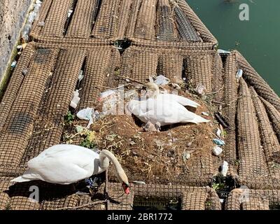 20 maggio 2020, Francia, Parigi: La coppia di cigni Odette e Siegfried allevamento sul Canal de l'Ourcq. Ogni giorno, lo spettacolo naturale attira decine di persone. La coppia è stata l'allevamento in un nido su una specie di zattera per parecchie settimane ora - su 20.05.2020 due piccoli cigni del bambino sono schioccati fuori del nido. Odette e Siegfried hanno ancora circa cinque uova da schiudere - secondo il giornale 'le Parisien' un residente locale si dice di averle battezzate in riferimento al balletto Swan Lake. A turno fanno il loro lavoro. (A dpa 'Odette e Siegfried - covata coppia di cigni entusiasta a Parigi') Foto Foto Stock