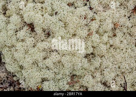 Tappeto muschio bianco. Rocce ricoperta da muschio bianco. Rilievo e texture di pietra con modelli e Moss. Pietra con Moss, sfondo naturale. Foto Stock