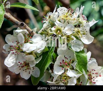 Il ramo con il Bianco fiore fiori di pera, full frame Foto Stock