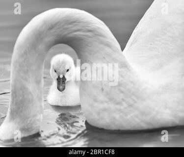 Neonato bambino muto cigno, o cygnet, sotto il collo curvo sommerso della madre mute cigno (penna) sul lago Katherine a Palos Heights, Illinois Foto Stock