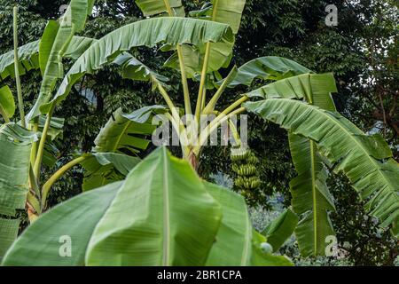 Palma di banana con grappoli di banane verdi su un ramo in Thailandia Foto Stock
