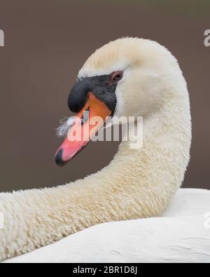 Maschio mute swan, o cob, primo piano profilo ritratto su sfondo marrone Foto Stock