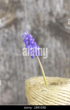 Blüten in der Vase, Frühling. Foto Stock
