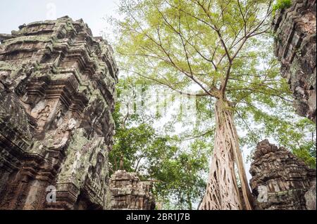 Gigantesco albero di fico Strangler che cresce tra le rovine del Tempio di Ta Prohm. Angkor, Patrimonio dell'Umanità, Siem Reap Provincia, Cambogia, Sud-est asiatico Foto Stock