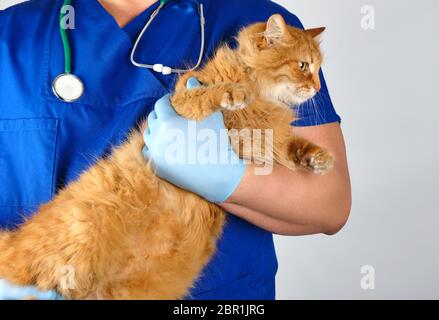 Veterinario in uniforme blu e sterili Guanti in lattice contiene grandi e soffici gatto rosso e sfondo grigio Foto Stock