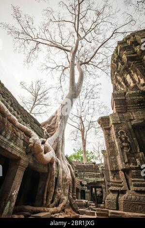 Albero di cotone di seta che cresce sulle rovine del Tempio di Ta Prohm. Angkor, Patrimonio dell'Umanità dell'UNESCO, provincia di Siem Reap, Cambogia, Sud-est asiatico Foto Stock