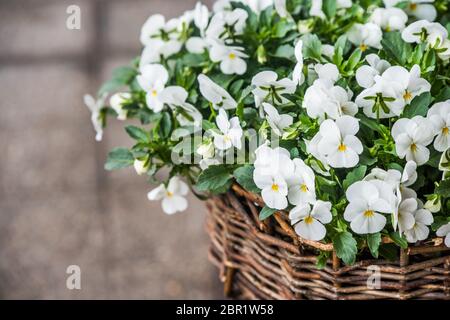 Pansies bianco fiori in un vaso di sospensione Foto Stock