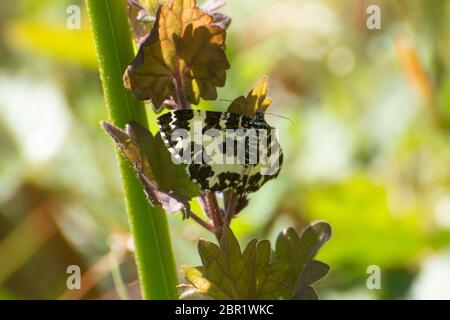 Falena argente e sabra (Rhumaptera hastate), una falena di giorno della famiglia Geometridae con marcature bianche e nere, Regno Unito Foto Stock