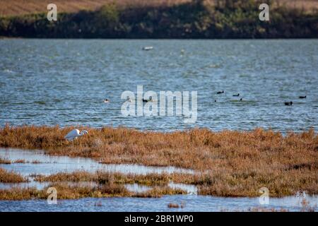 Il grande uccello selvaggio dell'airone bianco sta cercando il cibo sulla striscia di terra nel lago Vistonida, Porto Lagos, regione di Xanthi nella Grecia settentrionale, sole nel tardo pomeriggio dell'autunno. Fuoco selettivo poco profondo Foto Stock