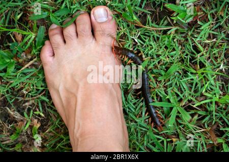Le persone sono state morso da un centipede sui loro piedi mentre passeggiate nel giardino. Foto Stock