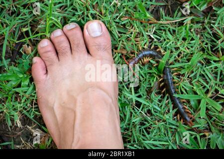 Le persone sono state morso da un centipede sui loro piedi mentre passeggiate nel giardino. Foto Stock