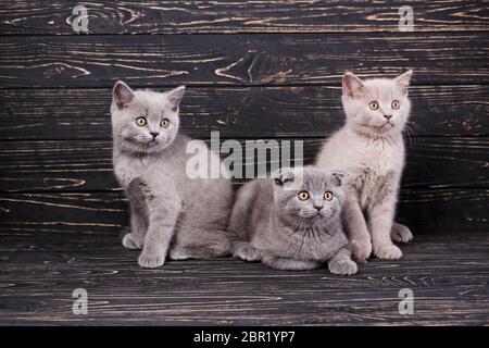 Scottish diritte e Scottish Fold gattini. Tre gattini sono guardando a destra. Gatti guardare a destra. Cuccioli di razza pura al photo studio. Su Foto Stock
