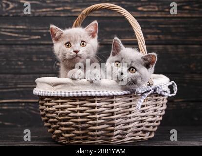 Due gattini giocosi nel cestello. . Gattino messo la testa sul bordo del cestello. Cuccioli di razza pura al photo studio. Su uno sfondo nero Foto Stock