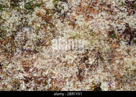 Rocce ricoperta da muschio bianco. Tappeto muschio bianco. Moss su una parete di roccia. Rilievo e texture di pietra con modelli e Moss. Foto Stock