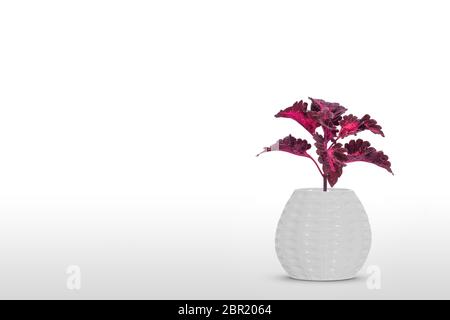 Bella Houseplant coleus nel vaso di fiori isolati su sfondo bianco Foto Stock