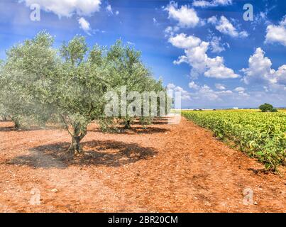 Lone albero lungo un bel prato girasoli in estate. Foto Stock