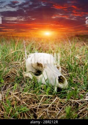 Cranio di un animale selvaggio nell'erba in un prato contro il tramonto cielo di sfondo Foto Stock