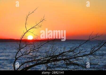 view su brunch senza frondolo dell'albero contro lo sfondo del cielo del tramonto Foto Stock