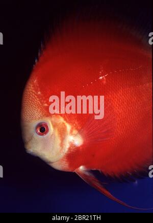 Discus (Symphysodon aequifasciatus) melone rosso Foto Stock