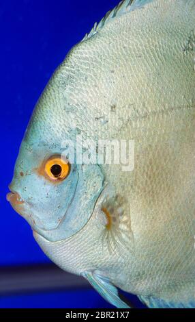 Discus (Symphyodon aequifasciatus) blu cobalto Foto Stock