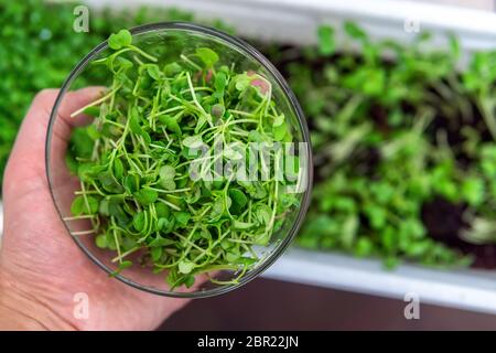 I microgranelli o i germogli sono verdure vive grezze germinate da semi organici di pianta di alta qualità. Cibo sano Foto Stock