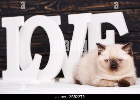 Scottish dritto cat color crema. Modello per la cartolina alla giornata della donna. Gatto sdraiato davanti a lettere su uno sfondo scuro. Il giorno di San Valentino saluto Foto Stock