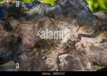 I tronchi di alberi pietrificati nel giardino botanico di Praga, Repubblica Ceca Foto Stock