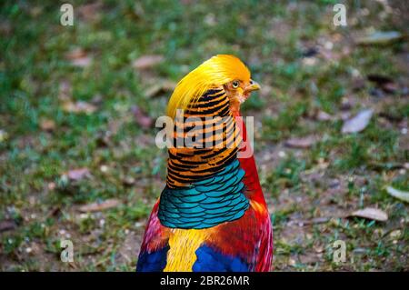 Un Golden Pheasant in Abbotsbury giardini subtropicali, Dorset, Gran Bretagna. Foto Stock