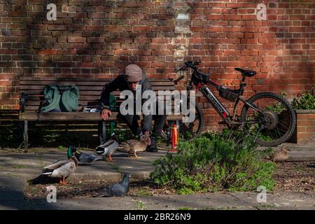 Uomo che alimenta anatre dalla sua mano da una panchina di parco Foto Stock