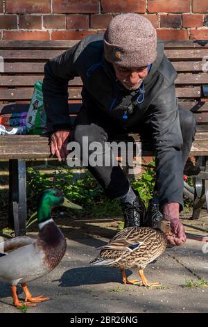 Uomo che alimenta anatre dalla sua mano da una panchina di parco Foto Stock