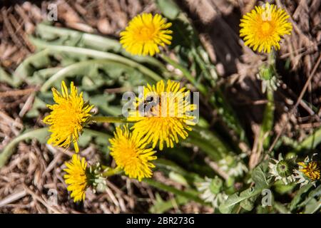 Dandelion flowers are visited by insects Foto Stock