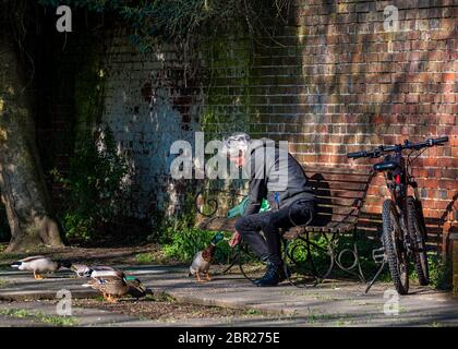 Uomo che alimenta anatre dalla sua mano da una panchina di parco Foto Stock