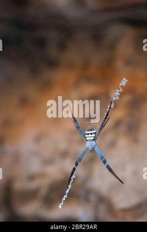 Argiope Spider in un web con stabilimenta. Angkor Thom. Angkor, Provincia di Siem Reap, Cambogia, Sud-est asiatico Foto Stock