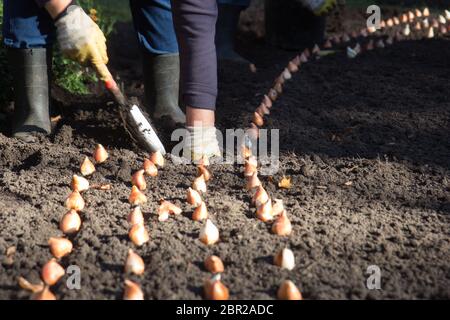 Lavoratori piantato bulbi da fiore nel parco comunale Foto Stock