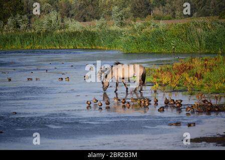 Konik cavallo selvaggio bere acqua nella riserva naturale di Oostvaardersplasen. Paesi Bassi, Olanda, Europa Foto Stock