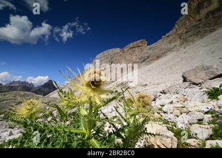 Il tistolo più piccolo (Cirsium spinosissimum). Dolomiti, Italia Foto Stock