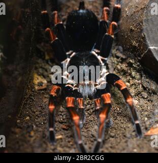 Primo piano della tarantula messicana di Red-kneed (Brachypelma smithi) Foto Stock