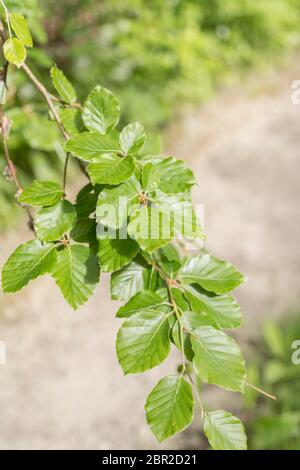 Foglie di Faggio / Fagus sylvatica foglie sovrastanti sentiero. Tradizionalmente il legno di faggio è stato usato per la produzione di mobili. Foglie giovani come cibo di sopravvivenza Foto Stock