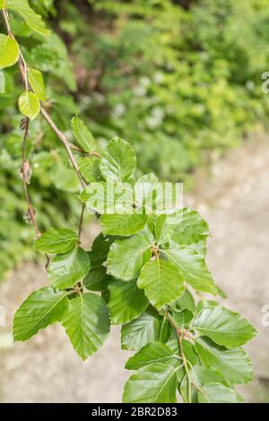 Foglie di Faggio / Fagus sylvatica foglie sovrastanti sentiero. Tradizionalmente il legno di faggio è stato usato per la produzione di mobili. Foglie giovani come cibo di sopravvivenza Foto Stock