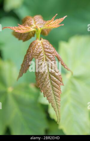 Svelare le foglie giovani di Sycamore / Acer pseudoplatano albero in sole estivo. Sycamore è un membro della famiglia Maple. Foto Stock