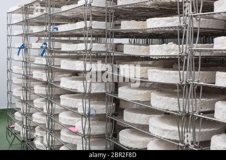 Baron Bigod Brie-de-Meaux formaggi stagionati presso Fen Farm Dairy in Suffolk Foto Stock