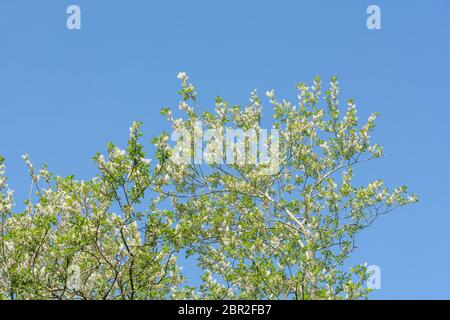 Soffici catkins femminili su Goat Willow / Salix caprea tree ambientato contro il cielo azzurro. Le specie medicinali di Willow sono state una volta usate nei rimedi di erbe. Foto Stock