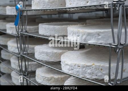 Baron Bigod Brie-de-Meaux formaggi stagionati presso Fen Farm Dairy in Suffolk Foto Stock