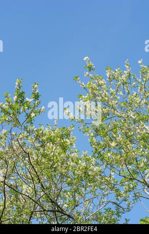 Soffici catkins femminili su Goat Willow / Salix caprea tree ambientato contro il cielo azzurro. Le specie medicinali di Willow sono state una volta usate nei rimedi di erbe. Foto Stock