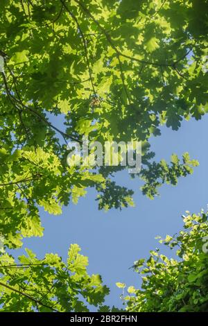 Fogliame giovane / foglie di quercia / Quercus albero in luce solare intensa, all'inizio dell'estate, contro il cielo blu. Tettoia ad albero. Concentrarsi sulle foglie nel quarto inferiore sinistro. Foto Stock