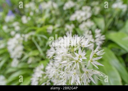 Grandangolo di primo piano di fiori bianchi dell'aglio selvatico chiamato Ramsons / Allium ursinum - un preferito verde commestibile, e piante di erbe Foto Stock