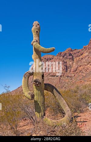Umani come Saguaro nel deserto in organo a canne Cactus National Monument in Arizona Foto Stock