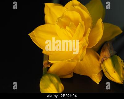 Daffodil doppio con gemme contro sfondo nero Foto Stock