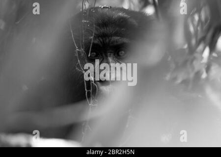 Un gorilla silverback gli stocchi fotografo nella Impenatrable Forrest in Uganda. Foto Stock