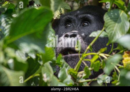 Un gorilla di Angelica Guarda heavenward nella impenatrable forrest di Uganda Foto Stock